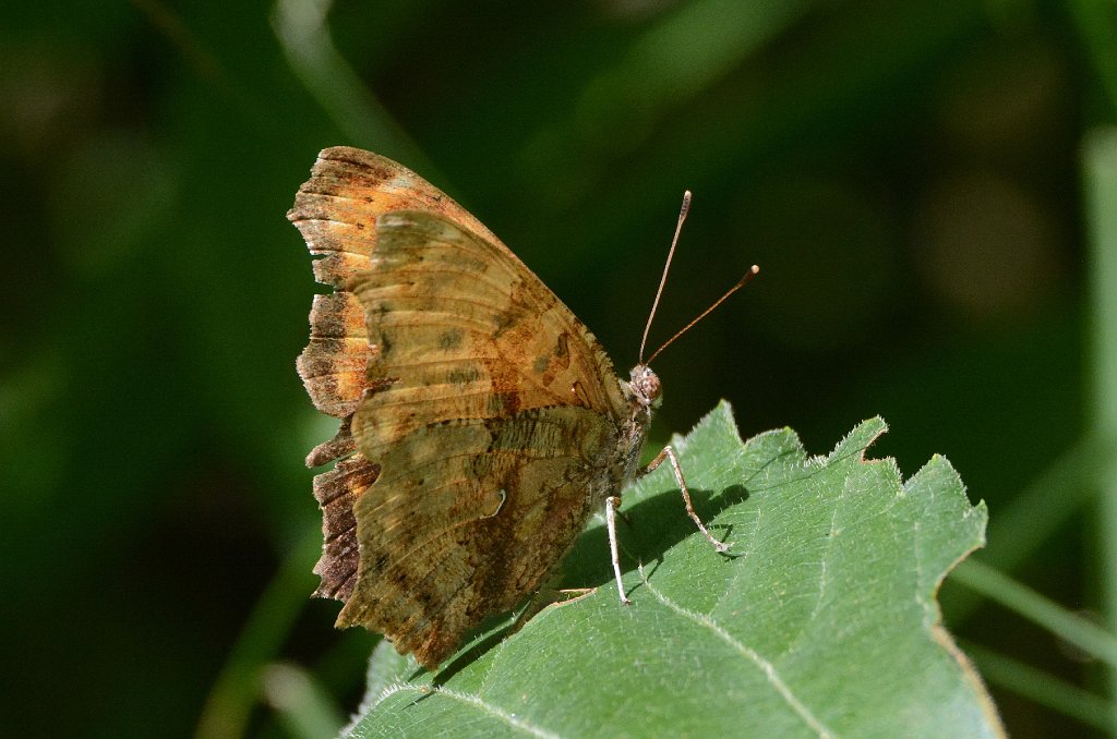 062 2015-07234288 Broad Meadow Brook, MA.JPG - Eastern Comma Butterfly (Polygonia comma). Broad Meadow Brook Wildlife Sanctuary, MA, 7-23-2015